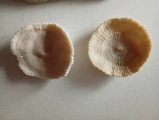 Coralli fossili decorativi