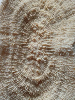 Coralli fossili decorativi