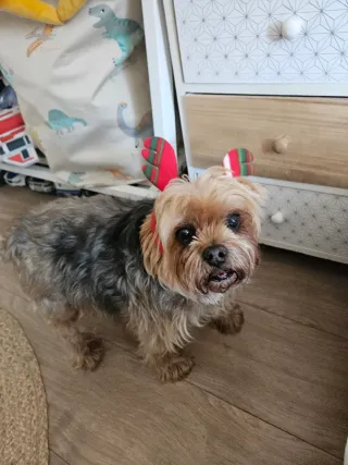 CUIDADO DE PERRITOS