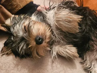 CUIDADO DE PERRITOS