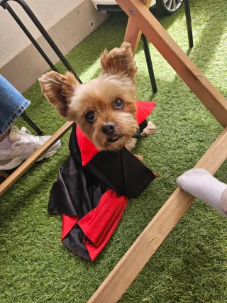 CUIDADO DE PERRITOS