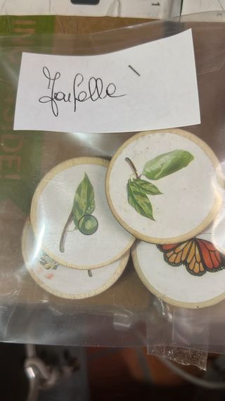 Montessori Cicli di Vita nove cicli