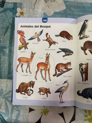 MI PRIMER GRAN DICCIONARIO / PD.