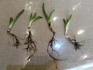 4 Piantine di aloe vera=4 euro