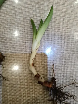 4 Piantine di aloe vera=4 euro