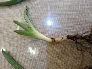 4 Piantine di aloe vera=4 euro