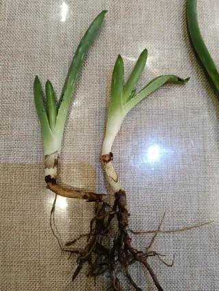 4 Piantine di aloe vera=4 euro