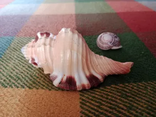 Caracola Lotoria grandimaculata 11 cm