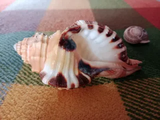 Caracola Lotoria grandimaculata 11 cm