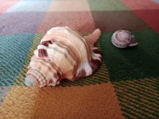 Caracola Lotoria grandimaculata 11 cm