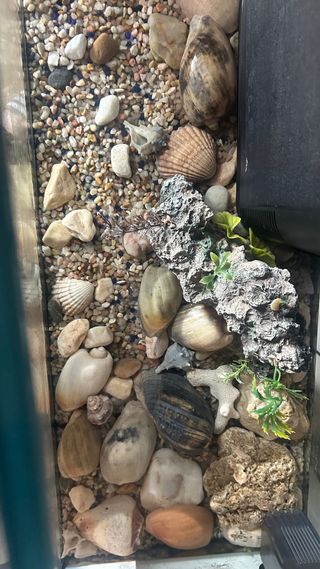 Acuario Negro y Transparente