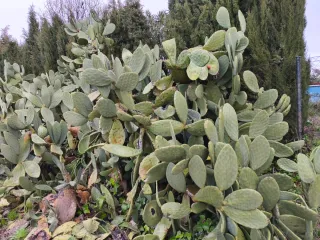Palas de chumbera de higos rojos
