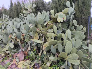 Palas de chumbera de higos rojos