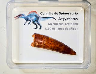 Colmillo Fósil Spinosaurus Aegyptiacus