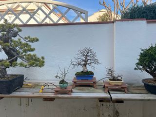 Mesas Bonsái Premium 3D Exteriores