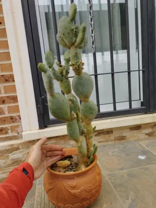 Cactus en maceta de barro