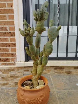 Cactus en maceta de barro