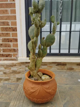 Cactus en maceta de barro