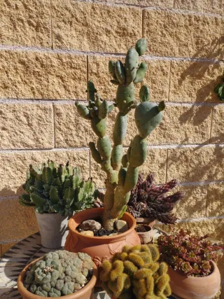 Cactus en maceta de barro
