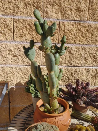 Cactus en maceta de barro