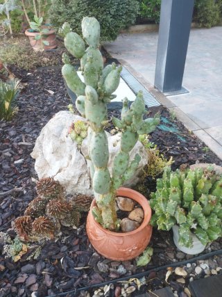 Cactus en maceta de barro