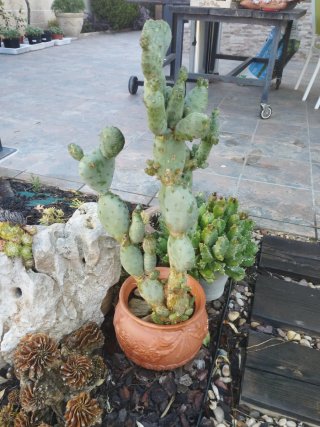 Cactus en maceta de barro
