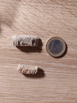 Lote 2 Fósiles Raya