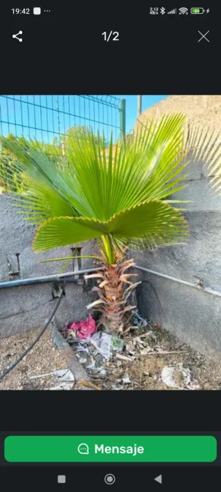 Palmera