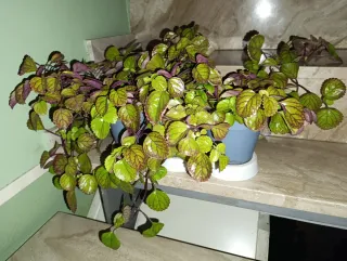 Planta Millonaria Morada