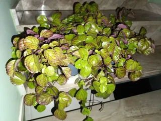 Planta Millonaria Morada