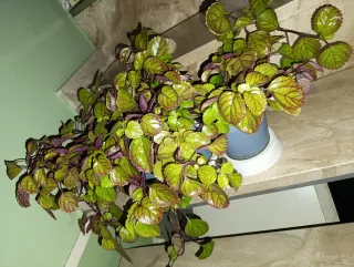 Planta Millonaria Morada