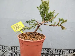 PREBONSÁI JUNÍPERO PIFTZERIANA OLD GOLD