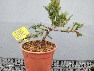 PREBONSÁI JUNÍPERO PIFTZERIANA OLD GOLD