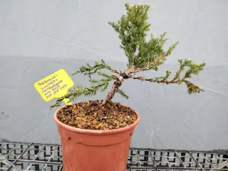 PREBONSÁI JUNÍPERO PIFTZERIANA OLD GOLD