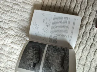 Gran libro de las tortugas, el