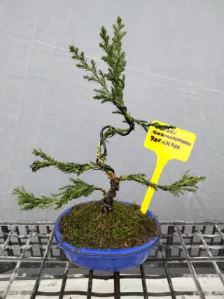 JOVEN BONSÁI CHAMAECYPARIS