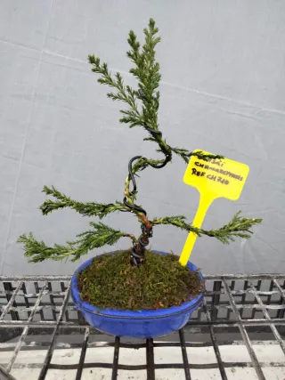 JOVEN BONSÁI CHAMAECYPARIS