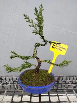JOVEN BONSÁI CHAMAECYPARIS