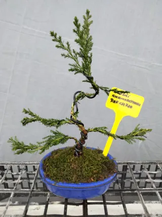 JOVEN BONSÁI CHAMAECYPARIS