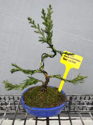 JOVEN BONSÁI CHAMAECYPARIS