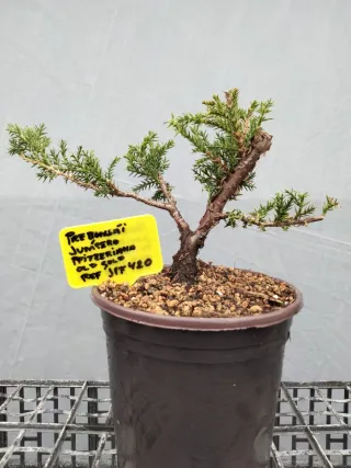PREBONSÁI JUNÍPERO PIFTZERIANA OLD GOLD