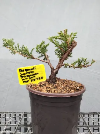 PREBONSÁI JUNÍPERO PIFTZERIANA OLD GOLD