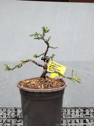 PREBONSÁI JUNÍPERO PIFTZERIANA OLD GOLD