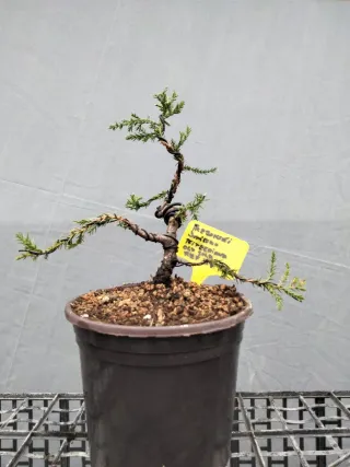 PREBONSÁI JUNÍPERO PIFTZERIANA OLD GOLD