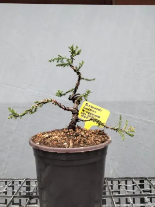 PREBONSÁI JUNÍPERO PIFTZERIANA OLD GOLD