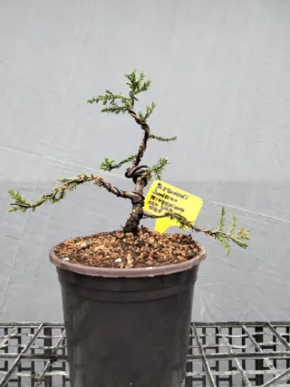 PREBONSÁI JUNÍPERO PIFTZERIANA OLD GOLD