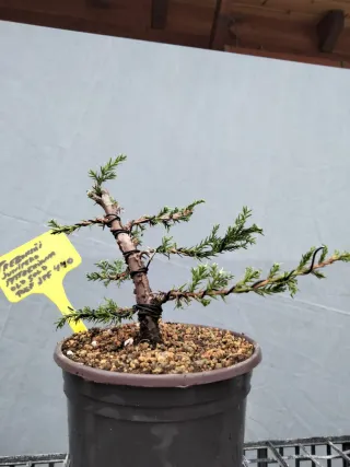 PREBONSÁI JUNÍPERO PFITZERIANA OLD GOLD