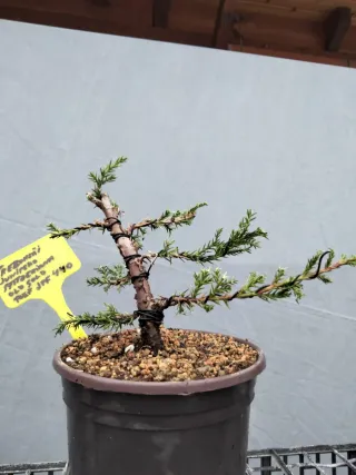 PREBONSÁI JUNÍPERO PFITZERIANA OLD GOLD