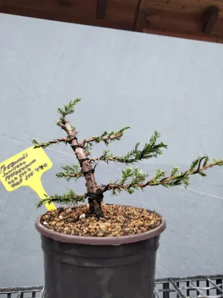 PREBONSÁI JUNÍPERO PFITZERIANA OLD GOLD