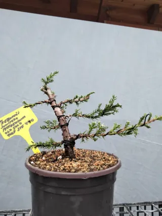 PREBONSÁI JUNÍPERO PFITZERIANA OLD GOLD